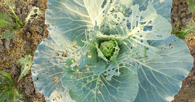 Plants Feel Pain When They Are Eaten and Have a Defense Mechanism Against It