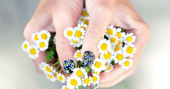 Plug in Chrysanthemum Flowers to Bring Home into the House for Tet