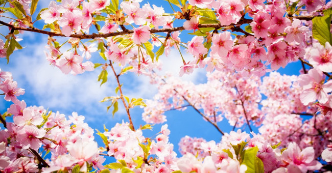 Poems to Celebrate New Year and the Meaning of Mau Tuat Spring