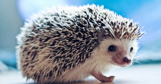 Porcn Enzyme Anti-cancer of Porcupines Can Promote the Regeneration of Heart Tissue