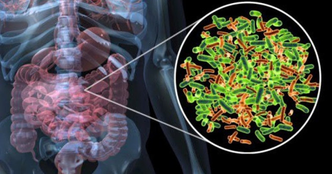 Probiotic Beneficial Intestinal Bacteria Can Help Reduce Seasonal Allergy Symptoms