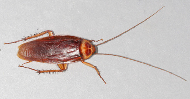 Processing a One Hundred Dead Cockroach Simply with Beer Cans