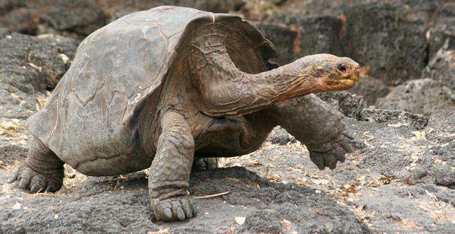 Quiz: How Long Does It Take a Turtle to Crawl Around the Earth