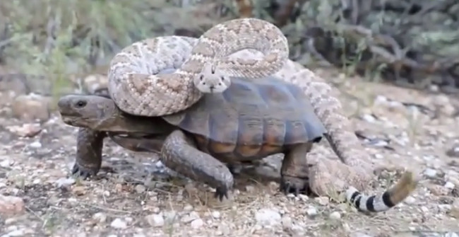 Rattlesnake Lazy Riding Thanks to Tortoise's Back