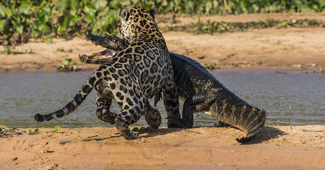 Report the Skull-spotted Bites, Winning the Crocodile Network as Fast as Lightning