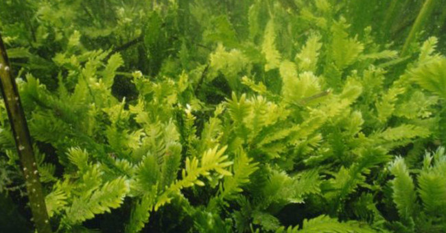 Research Shows That a Significant Increase in Seaweed Is Encroaching on the Marine Environment