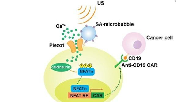 Researchers Are Developing Remote-controlled Cancer Immune Systems