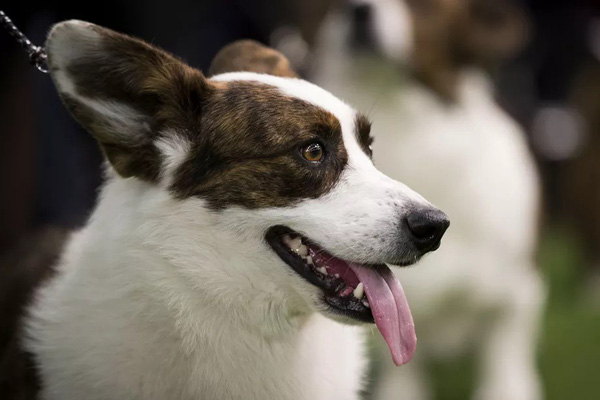 Researchers Teach AI How to Think Like a Dog and Learn About the