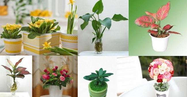 Revive Dying Plants with Simple Materials