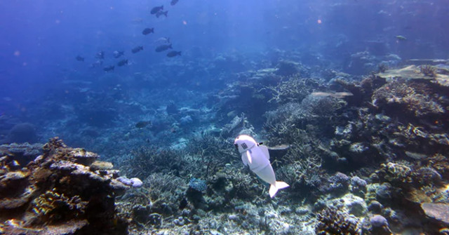 Robot Fish Helps Us Experience the Close-up of the Ocean World