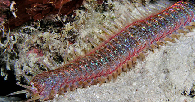 Scabby Hair with a 3 Meter Long Sea Worm Has Extreme Hunting