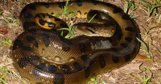 Scary Nape with the Largest Mouse Hunting Screen in the World of the Giant 'Beast' Anaconda