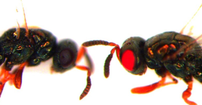 Science Created a Shocking Red-eye Mutant Bee