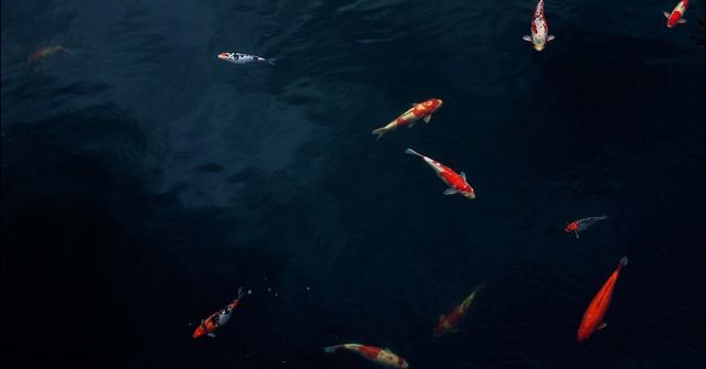 Science Discovered the New Blind Fish in the Cave Meghalaya Dark