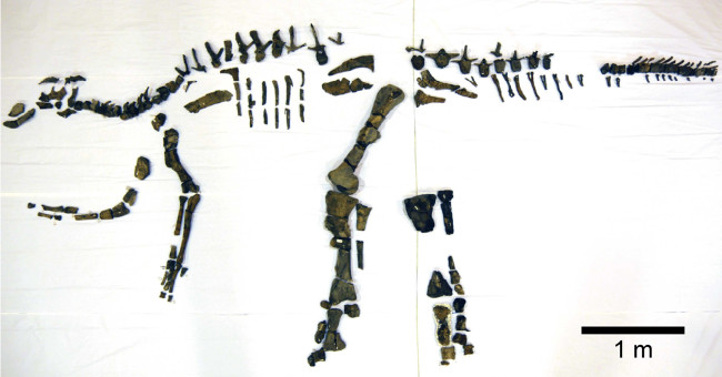 Science Has Announced the Most Complete Dinosaur Skeleton of Japan