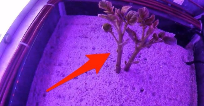 Science Test: Potatoes Can Be Grown on Mars