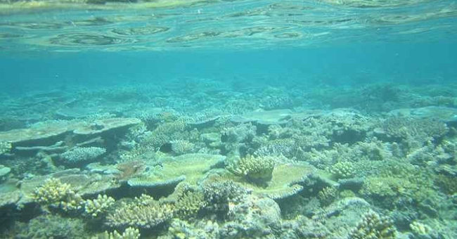Science Warning: When the Climate Gets Hot, the Ocean Will Become More Toxic