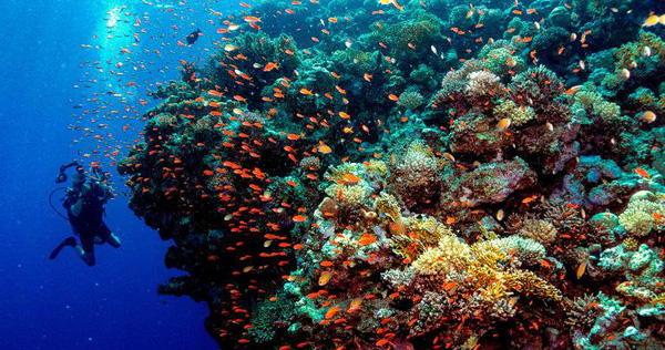 Science Warns: 70-90% of Corals Will Disappear in the Next 20