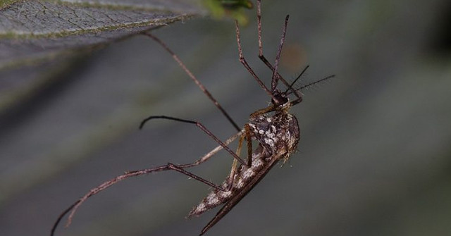 Scientists Are About to Teach Mosquitoes without Human Blood