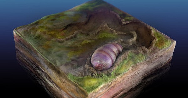 Scientists Found the 555 Million-year-old Fossil of Human