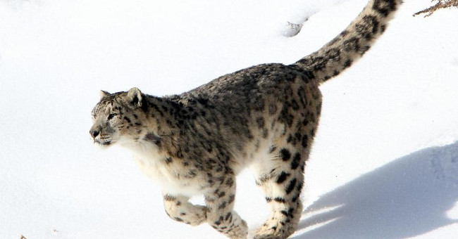 Scientists Have Discovered 3 New Species of Snow Leopard