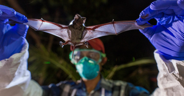 Scientists Have Discovered Six New Strains of Corona Virus