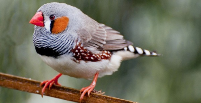 Scientists Read the Bird's Brain and Know What It Is About to Sing