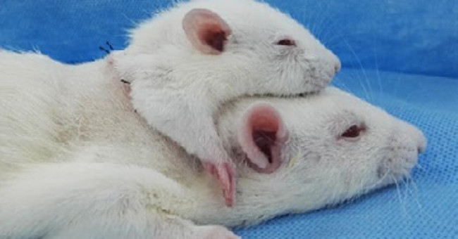 Scientists Successfully Concatenated Two-headed Mice