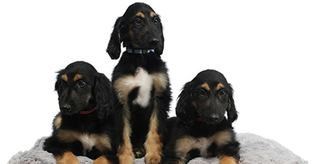 Scientists Successfully Replicated the World's First Cloned Dog