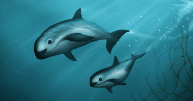 'Sea Panda', a Rare Planetary Dolphin About to Be Eradicated Next Year
