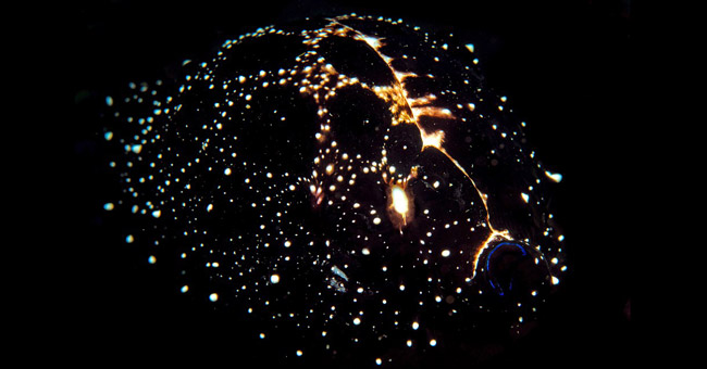 Sea Snails 'Disguise' the Crust into an Image Like the Milky Way