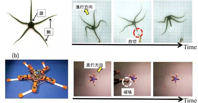 Sea Stars Inspire New Generations of Robots That Can Adapt to Physical Injuries