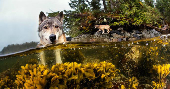 Sea Wolves Specialize in Eating Salmon and Can Swim for Many Hours in the Ocean in Canada