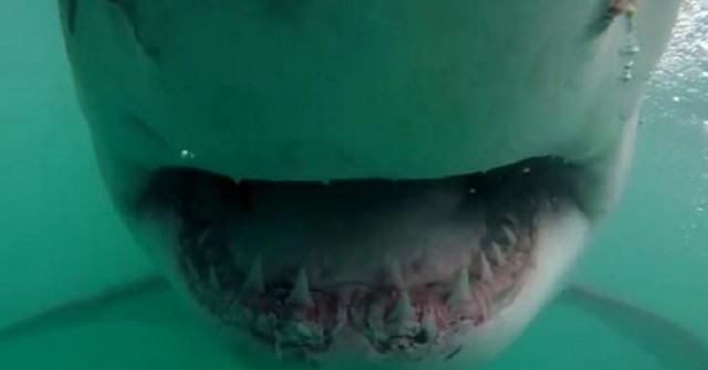 Set up the Hair on the Back of the Shark with the Face