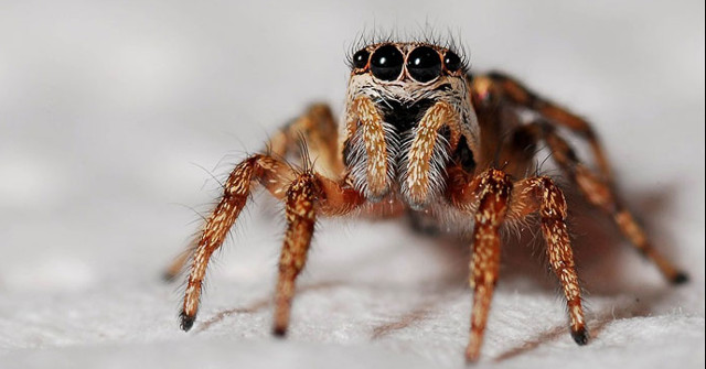 Seven New Species of Spiders Were Discovered, Named After Harry