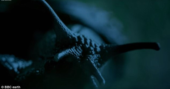 Shivered by the Snail 6,000 Teeth That Eat Deep in the Earth Like Monsters in the Movie