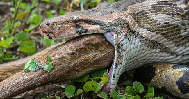 Shivered the Giant Python 'Vomited' the Dog