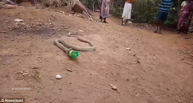 Shivered to See the Cobra Writhing up and Spitting Out Plastic Bottles in India