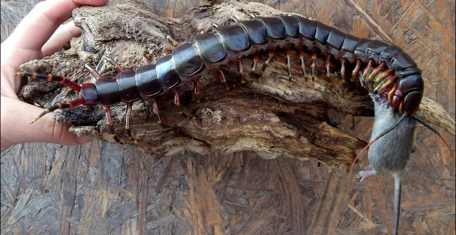 Shivered with the Terrifying Behavior of the Giant Centipede, Eating the Main Meat 'Self' After
