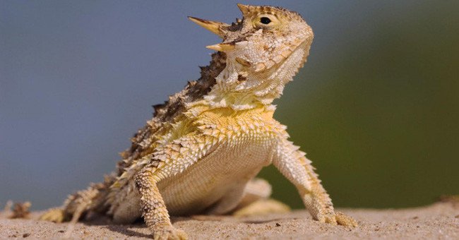 Shivers of 'bloody eyes' to defend the horns of horned lizards