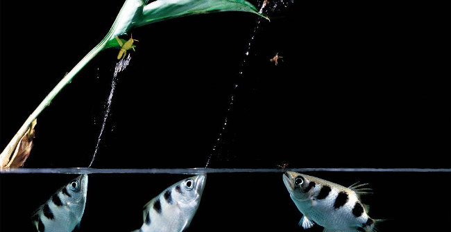 Shocked with the Screen of Bullet Water Knocked Down Prey 2m Away