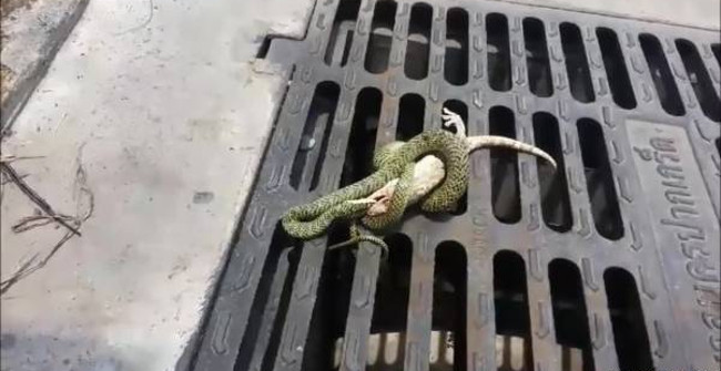 Smart Gecko Fake Dead Fool Fool Escaped Spectacular Death