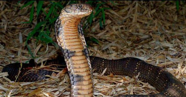 'Snake Kingdom', Where Snakes Go Back into Flocks in Vietnam