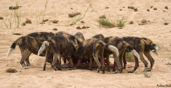 Solitary Jaguar Dared to Plunge into the Bait of Wild Dogs