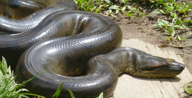 South American Monsters - Spawn Anaconda or Spawn?