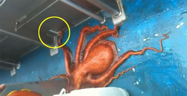 Spectacular Escape Screen of Giant Octopus Through Small Holes