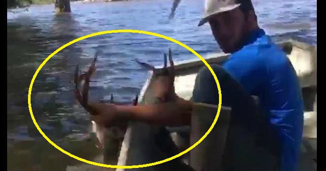 Spectacular Sight of a Man Using a Boat to Save the Deer from Deep