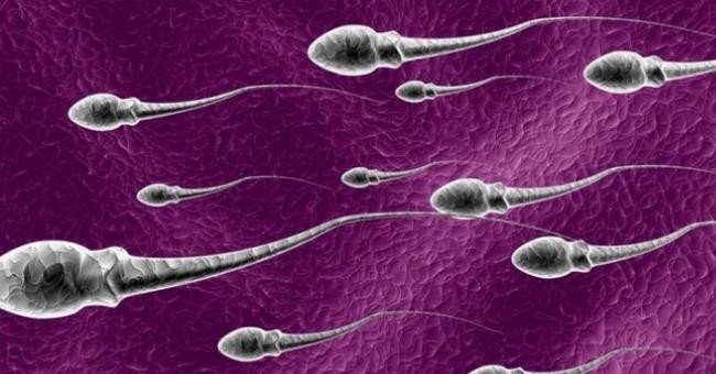 Sperm Also Has a 'Switch' That Helps to Turn on and Off