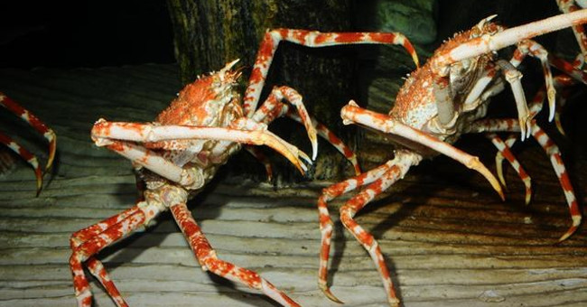 Spider Crabs Compete to Tear the Octopus's Corpse Under the Sea