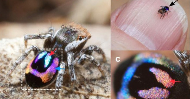 Spiders Emit Rainbows from the Abdomen Causing Fever